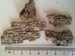 Opegrapha concrucians