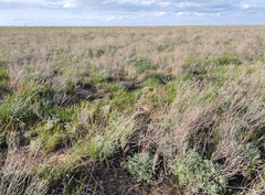 Artemisia lercheana