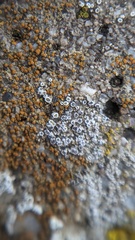 Myriolecis crenulata