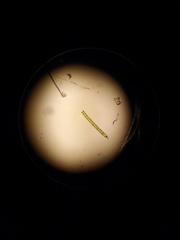 Ulothrix