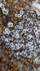 Myriolecis crenulata