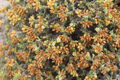 Spergularia arbuscula