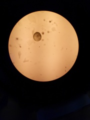 Volvox aureus