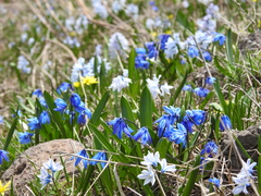 Scilla