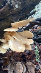 Pleurotus ostreatus