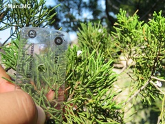 Juniperus angosturana