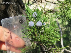 Juniperus angosturana