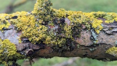 Xanthoriicola physciae