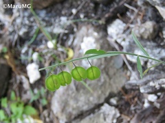 Hebecarpa barbeyana