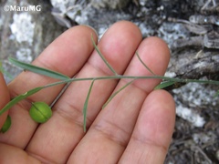 Hebecarpa barbeyana