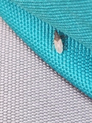 Oxycarenus hyalinipennis