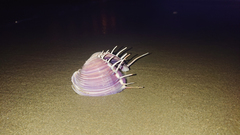 Hysteroconcha lupanaria