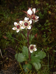 Micranthes pseudopallida