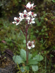 Micranthes pseudopallida