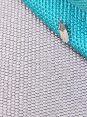 Oxycarenus hyalinipennis