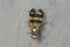Chaetopsis fulvifrons