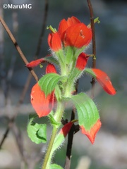 Castilleja scorzonerifolia