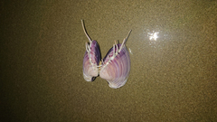Hysteroconcha lupanaria