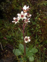 Micranthes pseudopallida