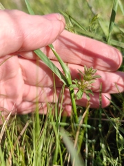 Lamium amplexicaule orientale