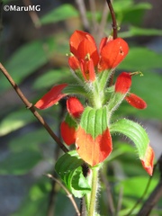 Castilleja scorzonerifolia