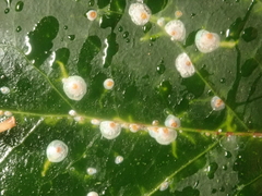 Aspidiotus hedericola