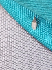 Oxycarenus hyalinipennis