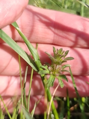 Lamium amplexicaule orientale