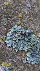 Punctelia subrudecta