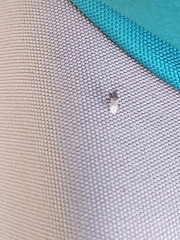 Oxycarenus hyalinipennis