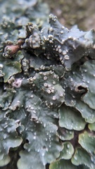 Punctelia subrudecta