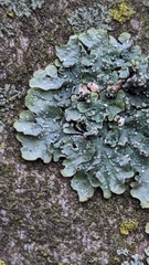 Punctelia subrudecta