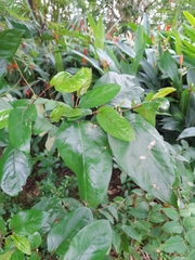 Piper tuberculatum