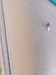 Oxycarenus hyalinipennis