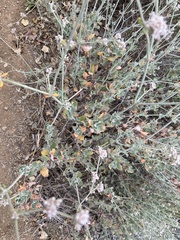Eriogonum cinereum
