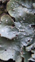 Punctelia subrudecta