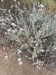 Eriogonum cinereum