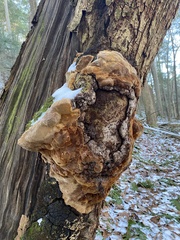 Fuscoporia