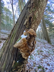 Fuscoporia