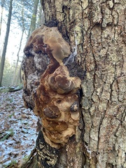 Fuscoporia