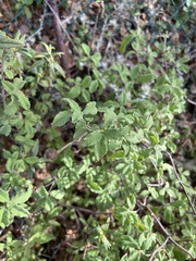 Cistus