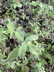 Cistus