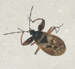 Gastrodes abietum