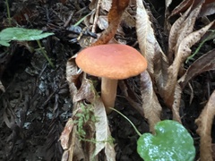 Lactarius rubidus