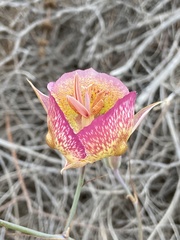 Calochortus plummerae