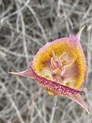 Calochortus plummerae
