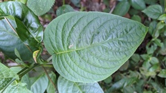 Pachystachys dubiosa