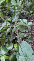 Pachystachys dubiosa