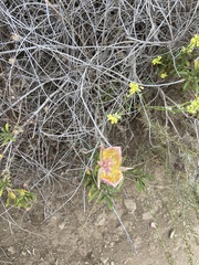 Calochortus plummerae