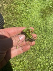 Hydrocotyle tripartita